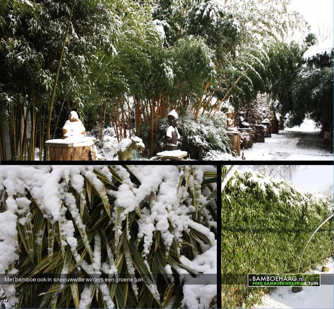 Met bamboe ook in sneeuwwitte winters een groene tuin