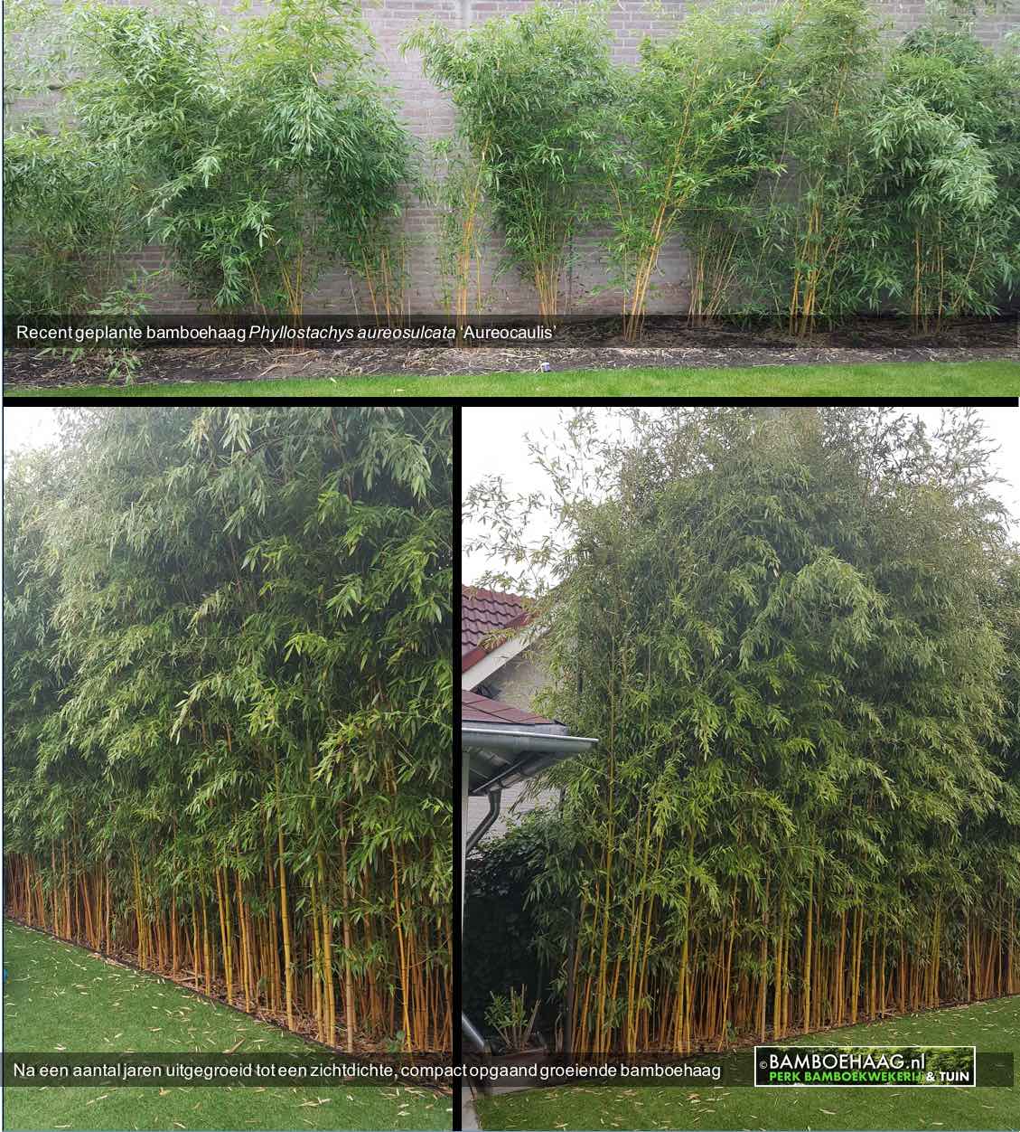 Recent geplante bamboehaag Phyllostachys aureosulcata Aureocaulis  na een aantal jaren uitgegroeid tot een compact opgaande zichtdichte haag