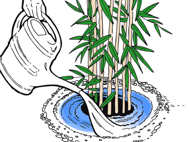afbeelding bamboe verzadigend water geven