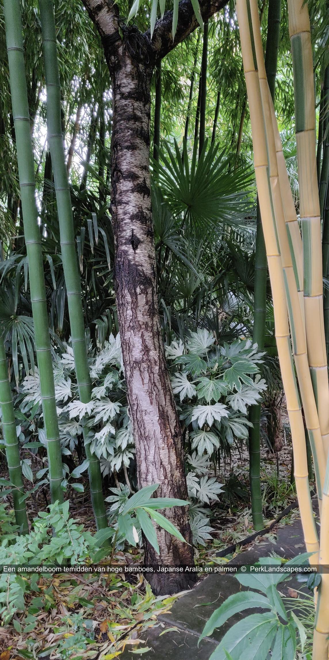 Een amandelboom temidden van hoge bamboes Japanse Aralia en palmen PerkLandscapes com