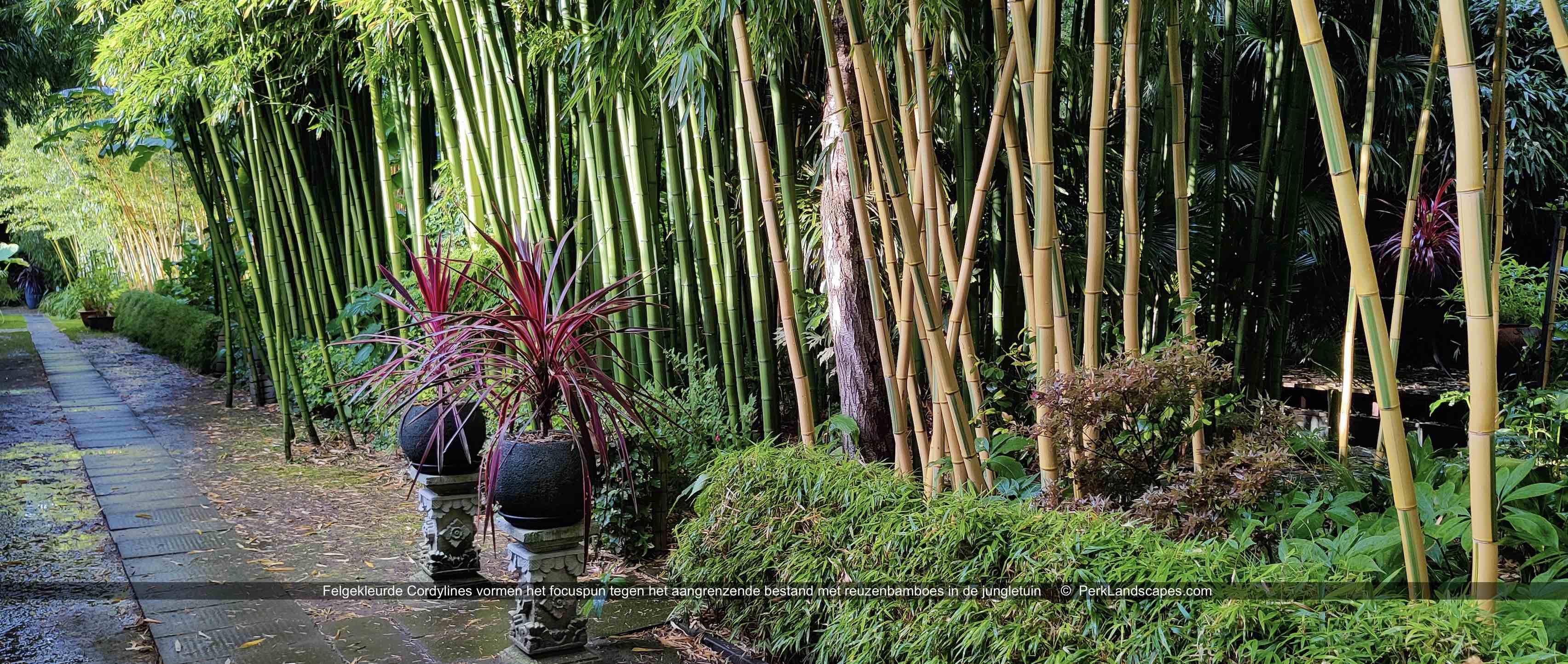 Felgekleurde Cordylines vormen het focuspun tegen het aangrenzende bestand met reuzenbamboes in de jungletuin PerkLandscapes com