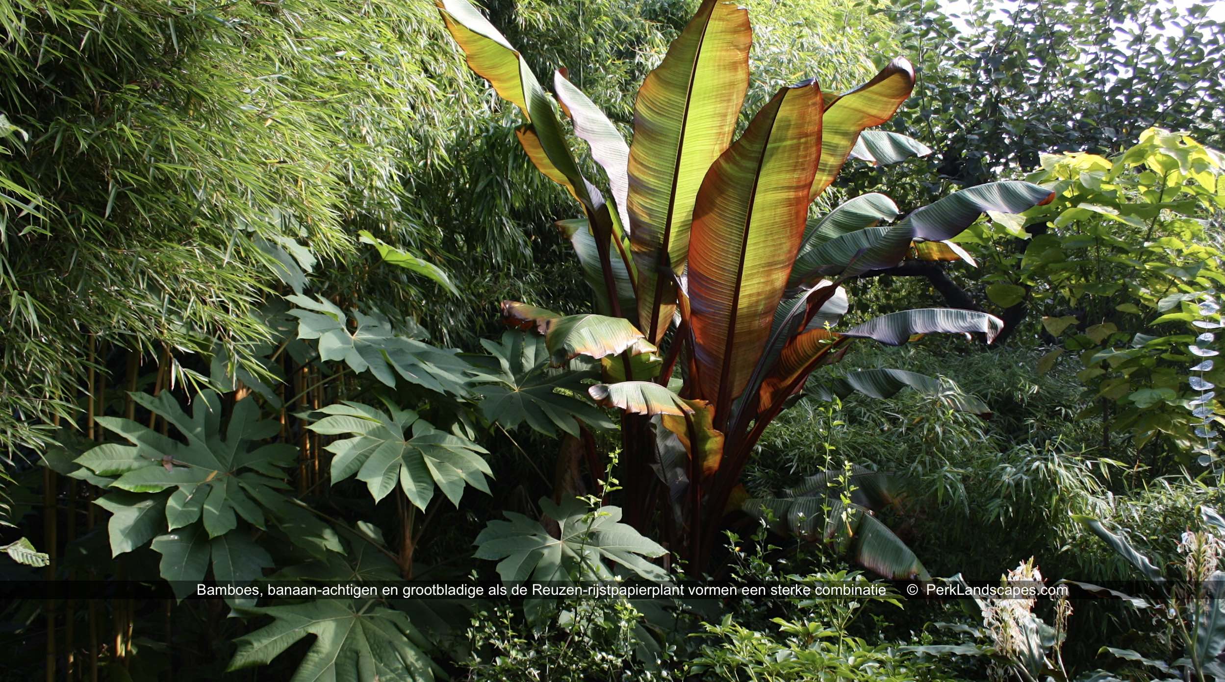  Bamboes banaan achtigen en grootbladige als de Reuzen rijstpapierplant vormen een sterke combinatie PerkLandscapes com