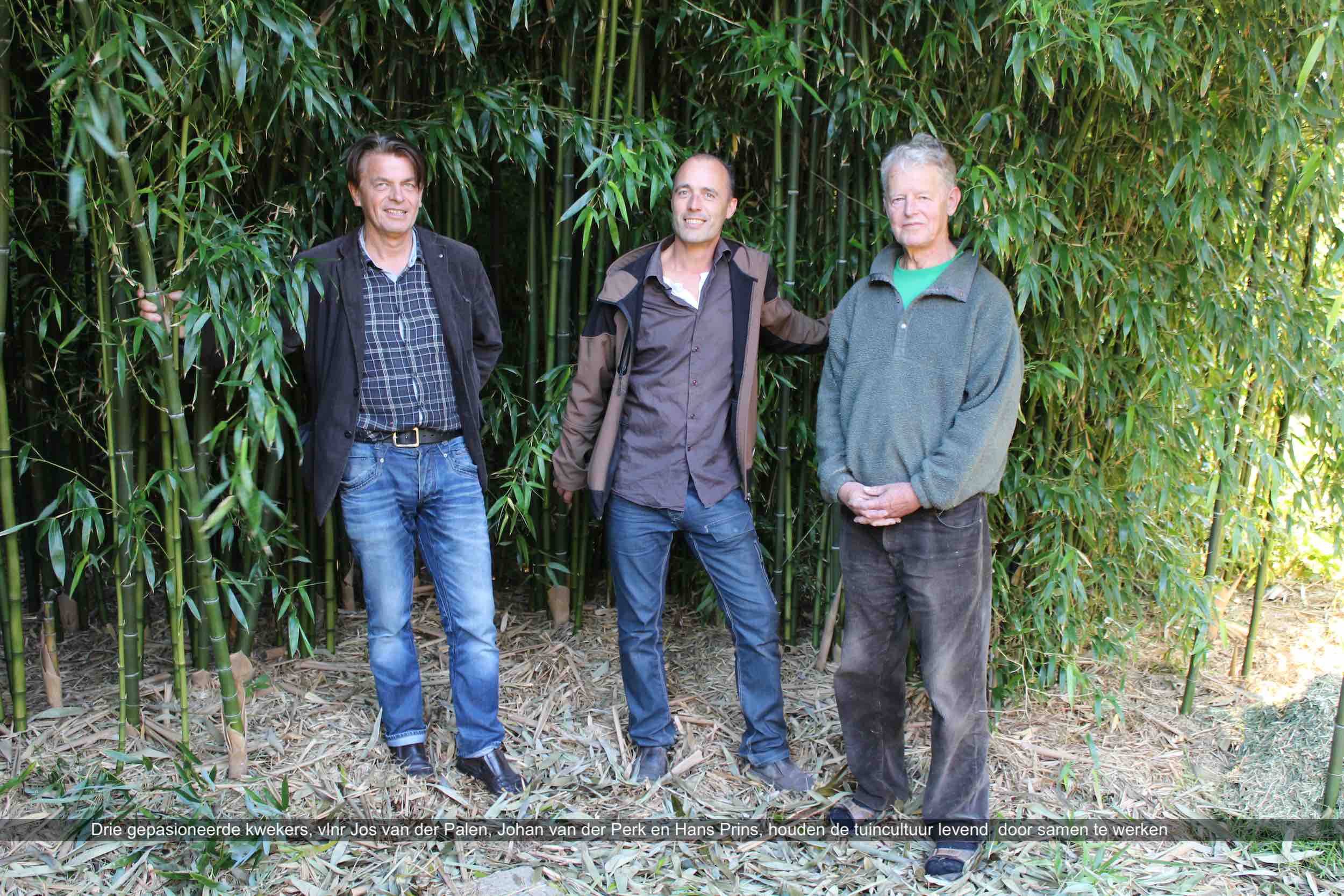 Drie gepasioneerde kwekers vlnr Jos van der Palen Johan van der Perk en Hans Prins houden de tuincultuur levend door samen te werken Kimmei com PerkBamboo com DeGroenePrins com