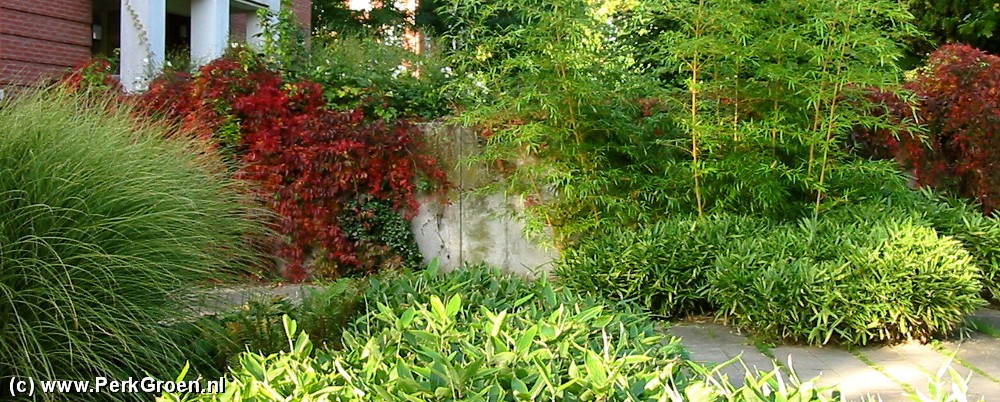 2013 bamboetuin