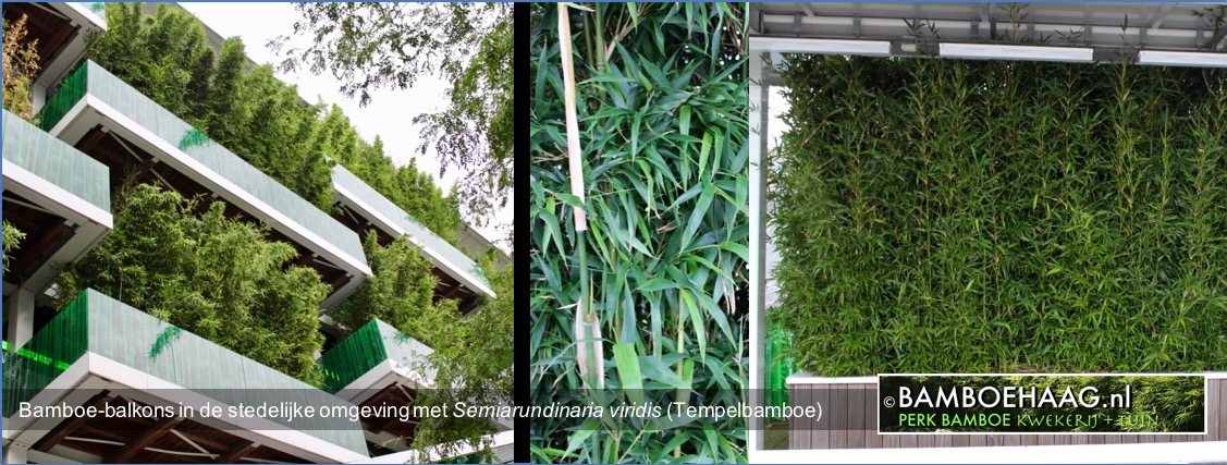 Bamboe balkons in de stedelijke omgeving met Semiarundinaria viridis Tempelbamboe www.bamboehaag.nl