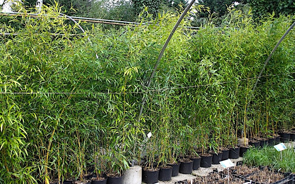 bamboe 2 www.PerkGroen