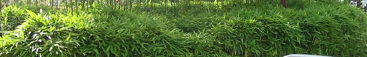 bamboehaag gesnoeid Phyllostachys humilis copyright www.PerkGroen