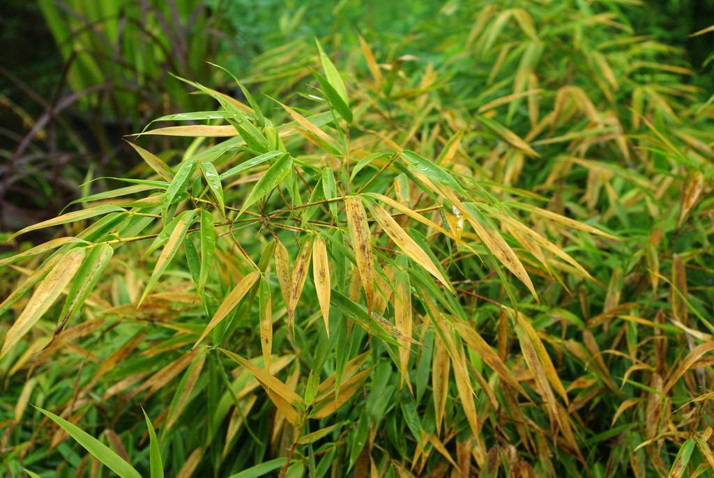 lelijk blad bamboe inteelt