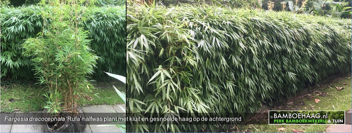 Fargesia dracocephala Rufa halfwas plant met kluit en gesnoeide haag op de achtergrond www.bamboehaag.nl