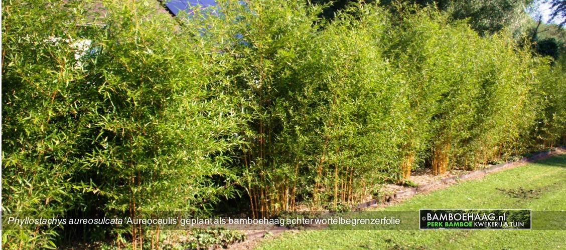 Phyllostachys aureosulcata Aureocaulis geplant als bamboehaag achter wortelbegrenzerfolie www.bamboehaag.nl
