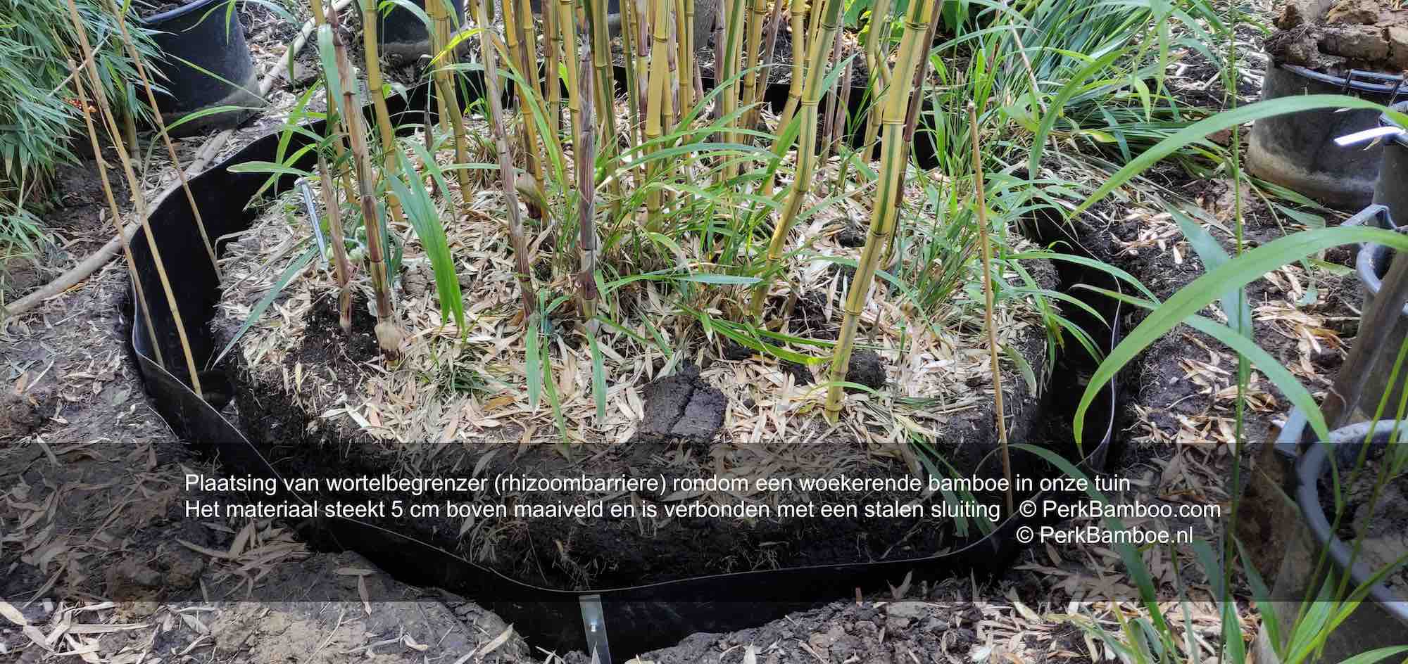 Wortelbegrenzer Rhizoombarriere Wortelscherm Bamboefolie HDPE Randafwerking Phyllostachys Argus 6 PerkBamboo com