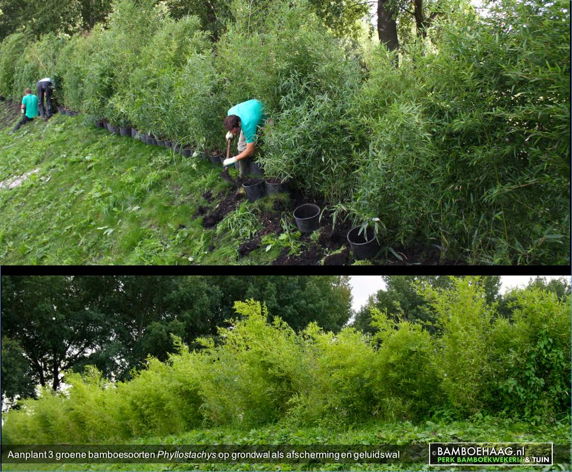Aanplant 3 groene bamboesoorten Phyllostachys op grondwal als afscherming en geluidswal  www.bamboehaag.nl