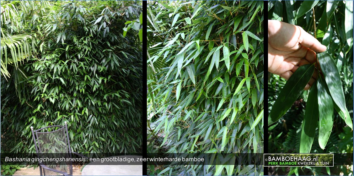 Bashania qingchengshanensis - een grootbladige zeer winterharde bamboe