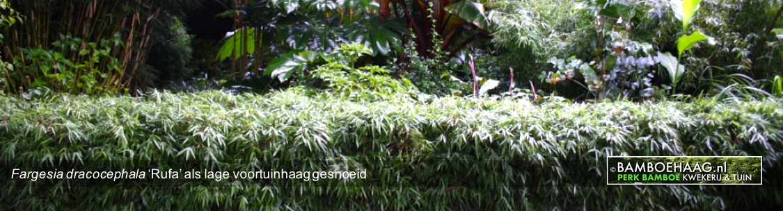 Fargesia dracocephala Rufa als lage voortuinhaag gesnoeid www.bamboehaag.nl