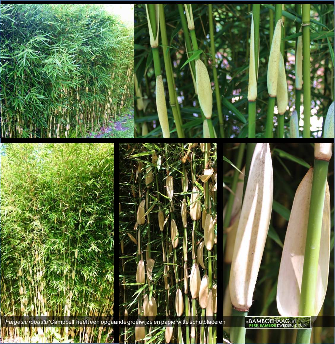 Fargesia robusta Campbell heeft een opgaande groeiwijze en papierwitte schutbladeren