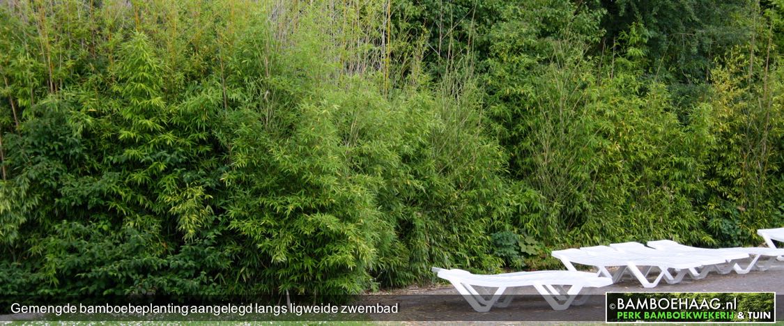 Gemengde bamboebeplanting aangelegd langs ligweide zwembad