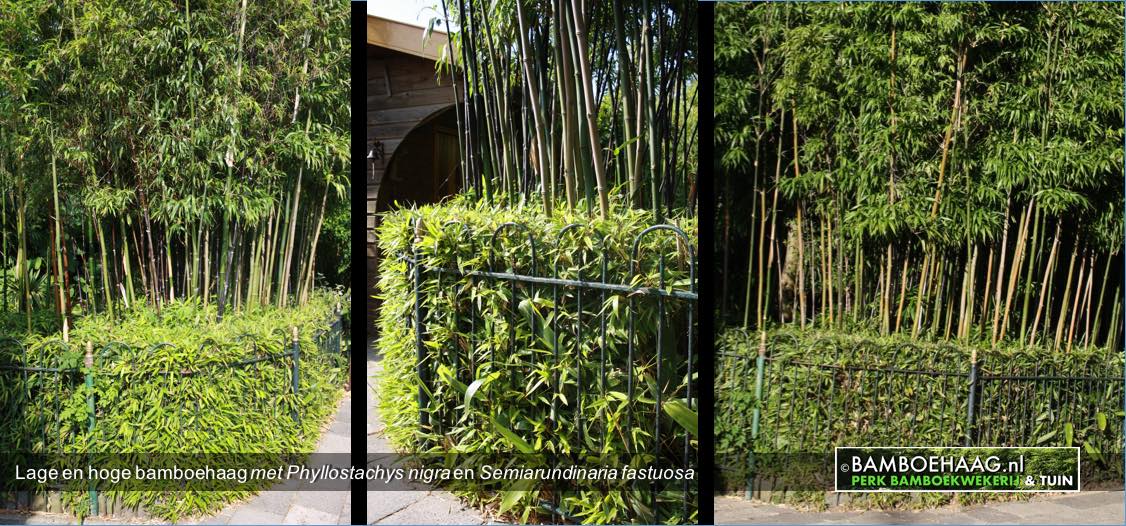 Bamboe-soorten-hagen/Lage en hoge bamboehaag met Phyllostachys nigra en Semiarundinaria fastuosa