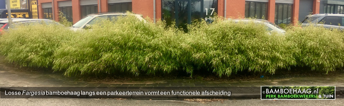 Losse Fargesia bamboehaag langs een parkeerterrein vormt een functionele afscheiding www.bamboehaag.nl