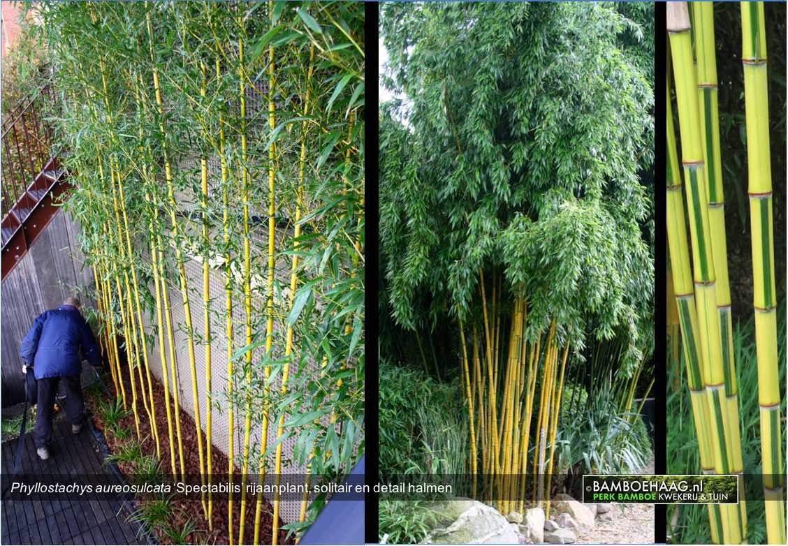 Phyllostachys aureosulcata Spectabilis rijaanplant solitair en detail halmen www.bamboehaag.nl