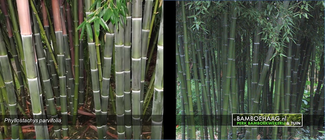 Phyllostachys parvifolia www.bamboehaag.nl