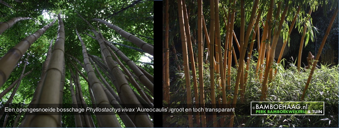 Bamboe_bos/Een opengesnoeide bosschage Phyllostachys vivax Aureocaulis groot en toch transparant
