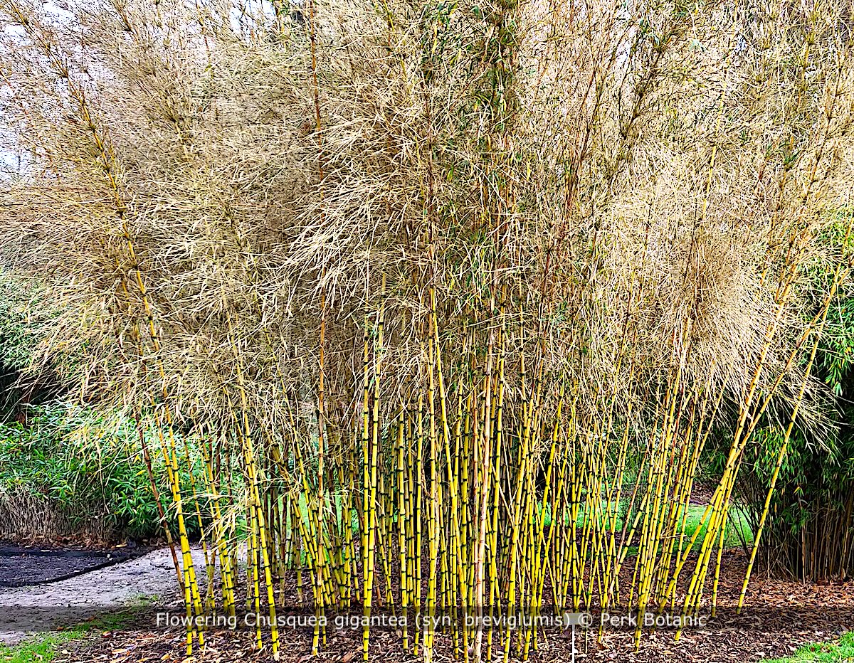 Chusquea gigantea breviglumis Chili bamboo Perk Botanical Nursery and Garden
