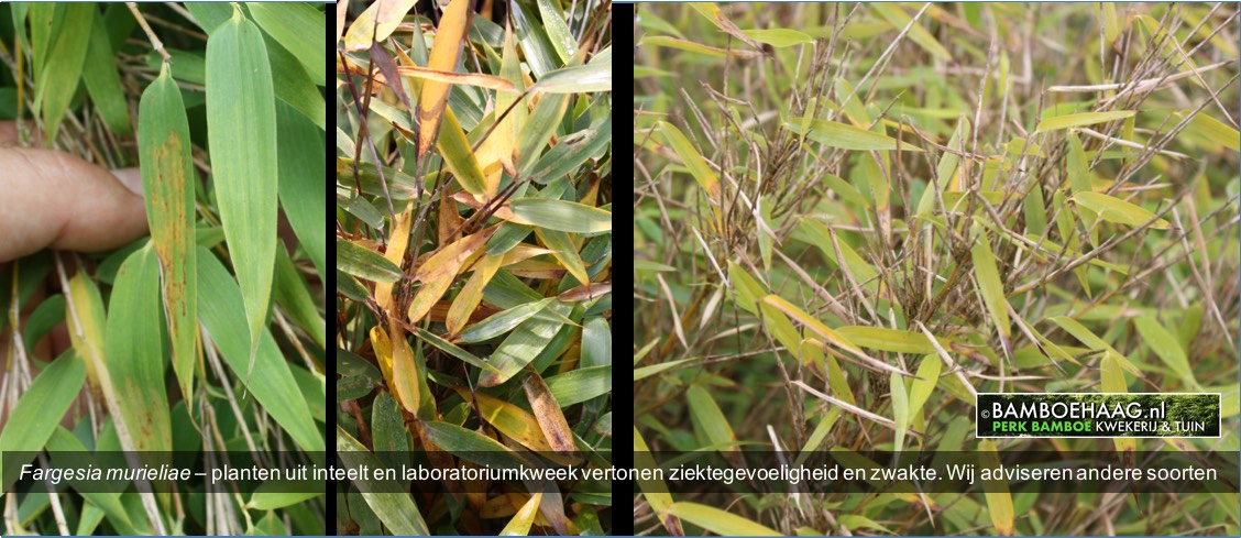Fargesia murieliae  planten uit inteelt en laboratoriumkweek vertonen ziektegevoeligheid en zwakte. Wij adviseren andere soorten www.bamboehaag.nl