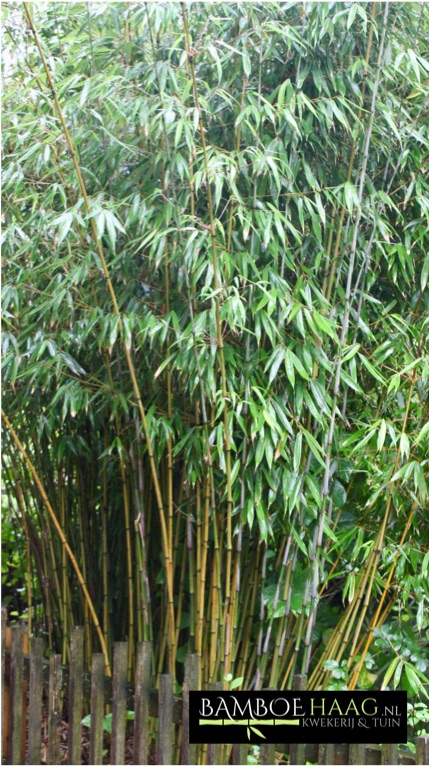 Fargesia robusta Wolong2 bamboehaag nl