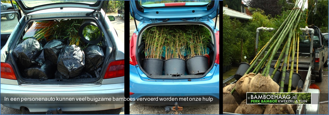 In personenautos kunnen veel buigzame bamboes vervoerd worden met onze hulp