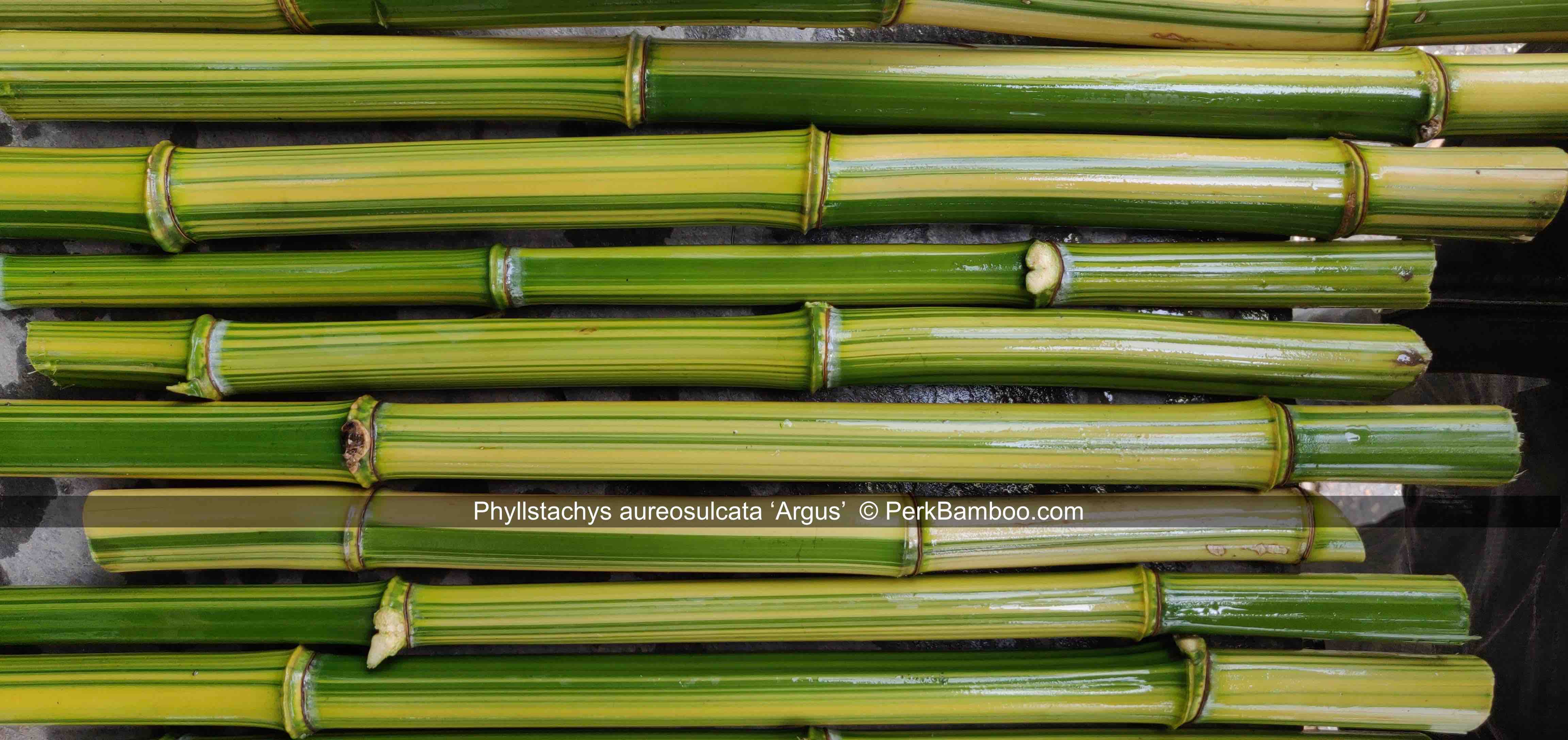Phyllostachys aureosulcata Argus 7 PerkBamboo com