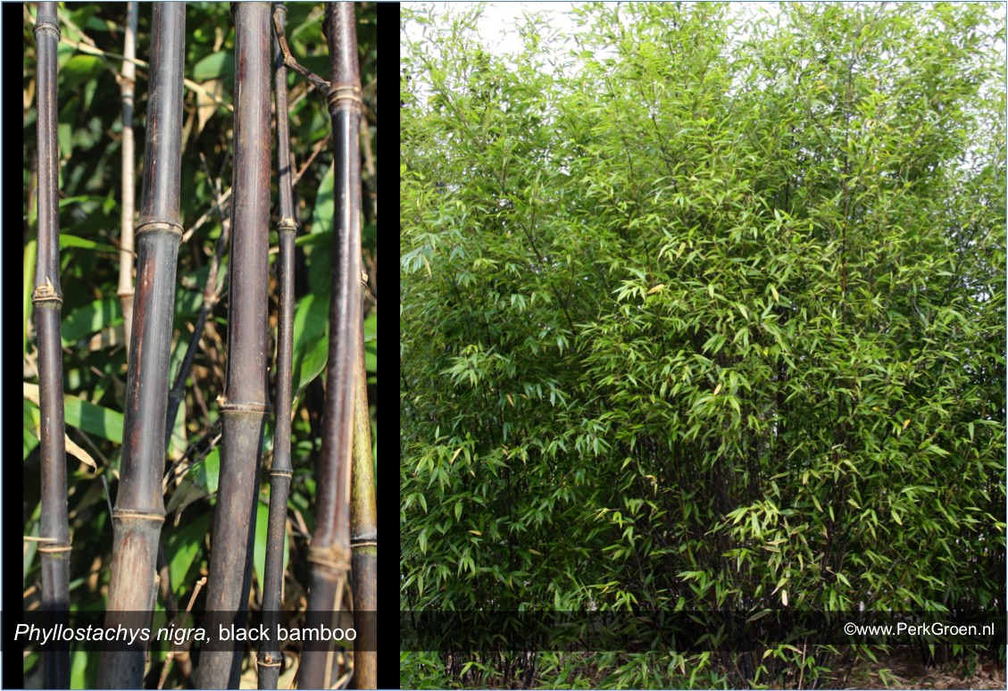Phyllostachys nigra zwarte bamboe black bamboo PerkBamboo com