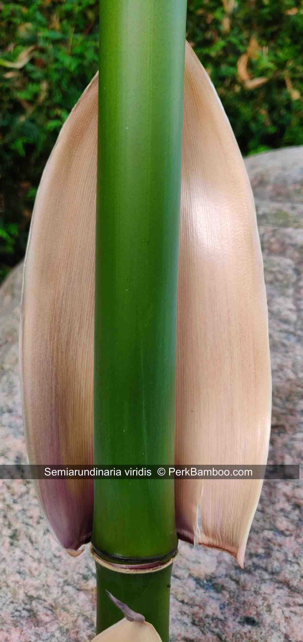 Semiarundinaria viridis 4 PerkBamboo com