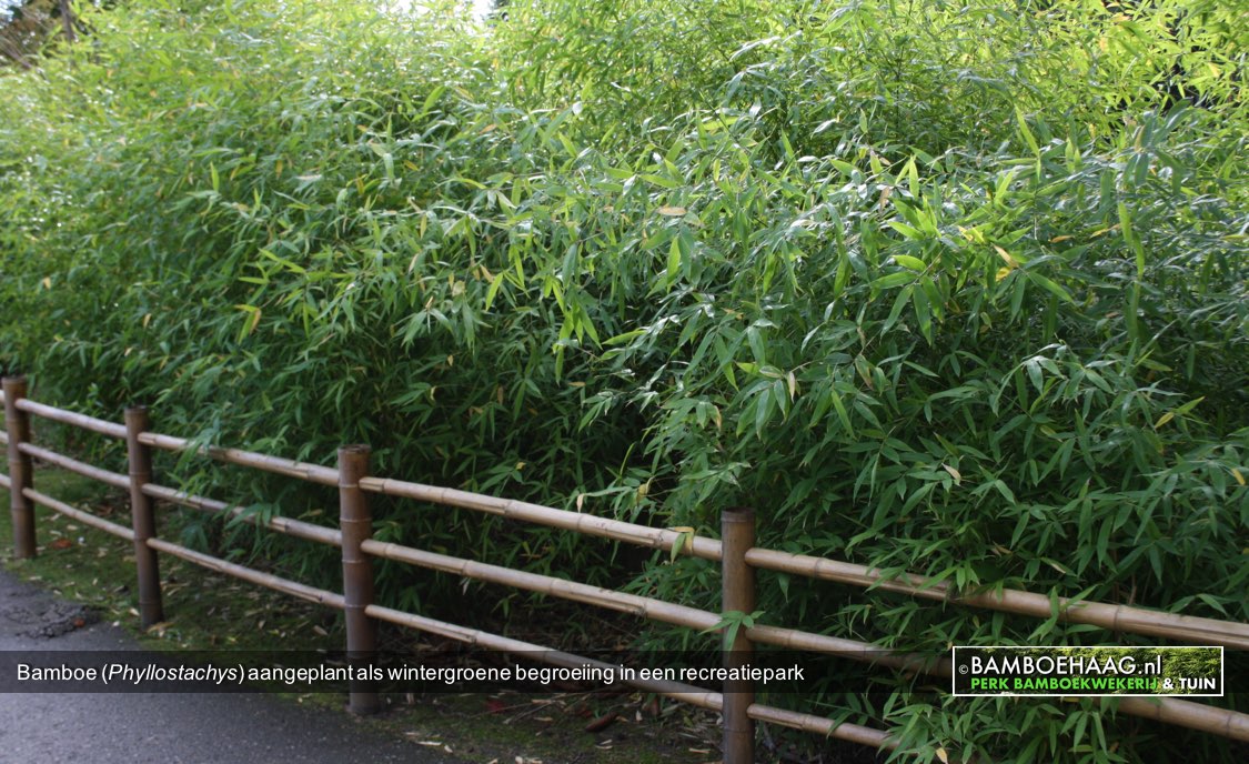 Bamboe Phyllostachys aangeplant als wintergroene begroeiing in een recreatiepark