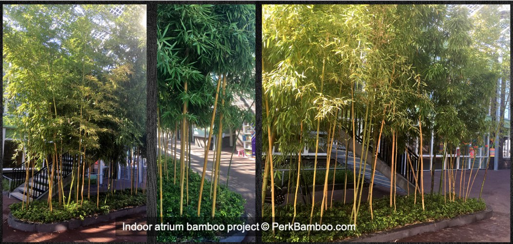 Indoor Atrium bamboo project PerkBamboo com