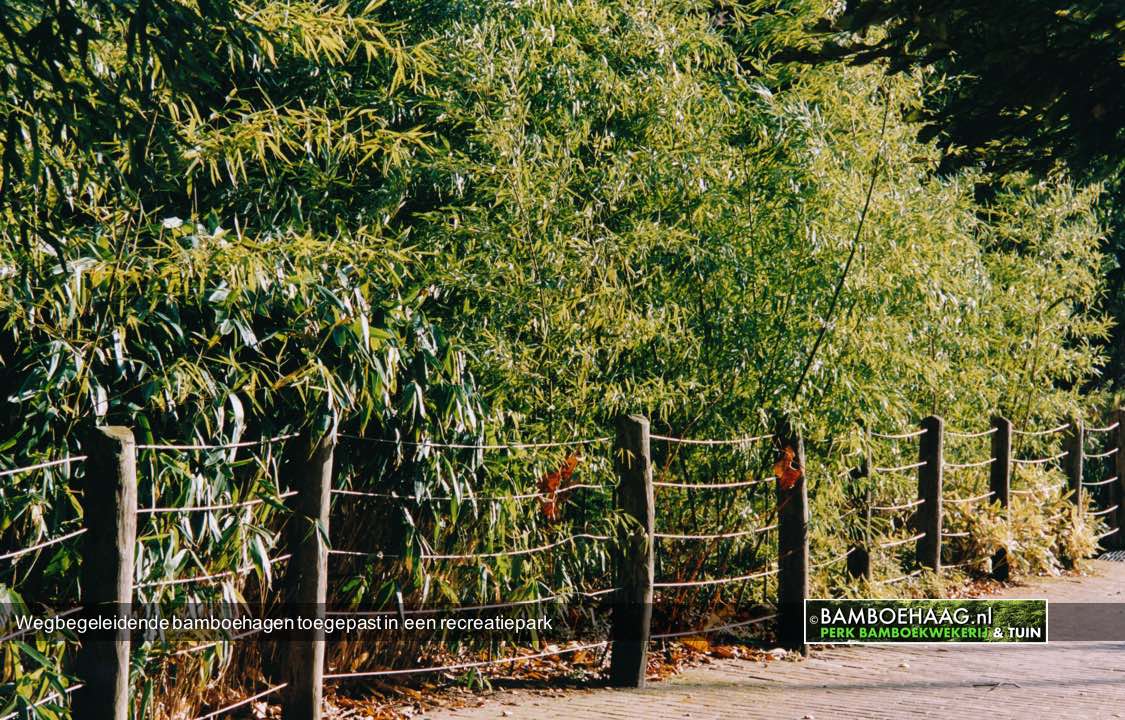 Wegbegeleidende bamboehagen toegepast in een recreatiepark