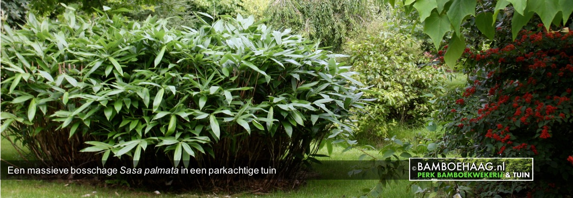 Een massieve bosschage Sasa palmata in een parkachtige tuin www.bamboehaag.nl