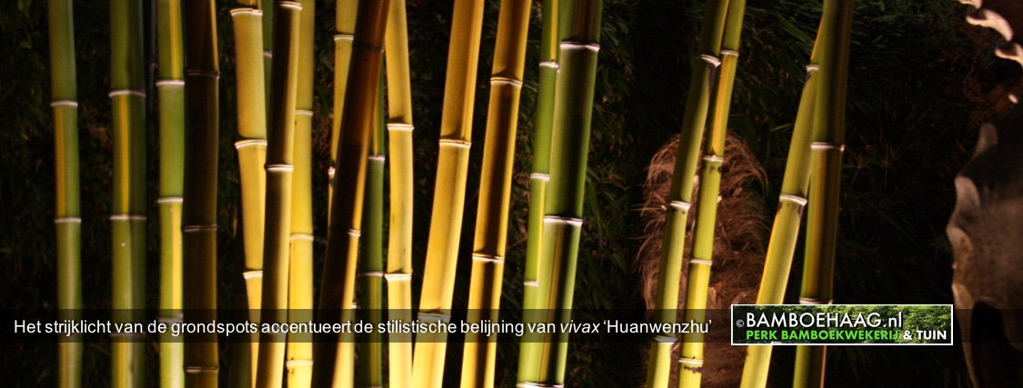 Het strijklicht van de grondspots accentueert de stilistische belijning van vivax Huanwenzhu
