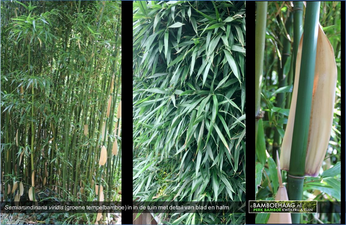 Semiarundinaria viridis groene tempelbamboe in in de tuin met detail van blad en halm www.bamboehaag.nl