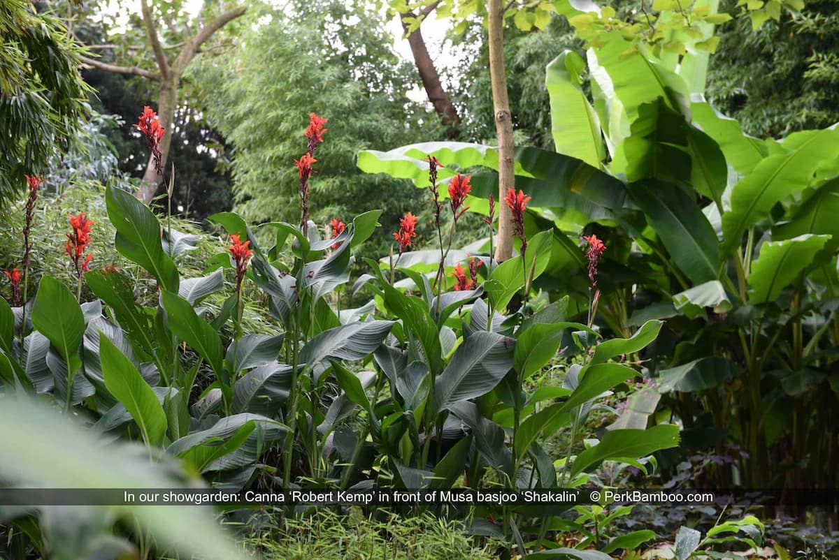 Canna Robert Kemp Musa basjoo Shakalin in our showgarden PerkBamboo com