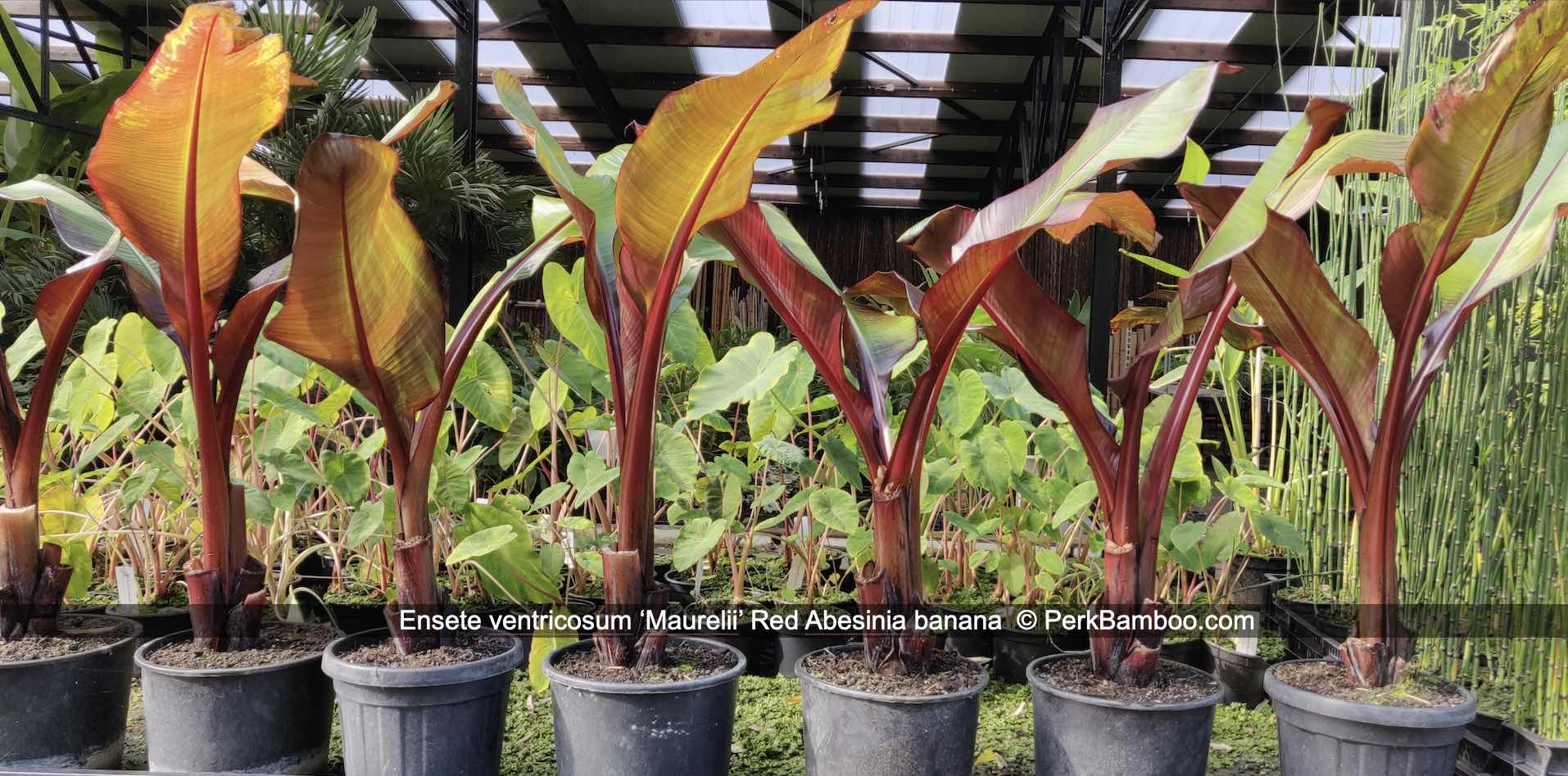 Rode Abesijnse banaan Ensete ventricosum Maurelii op voorraad in pot kopen buy PerkBamboo com
