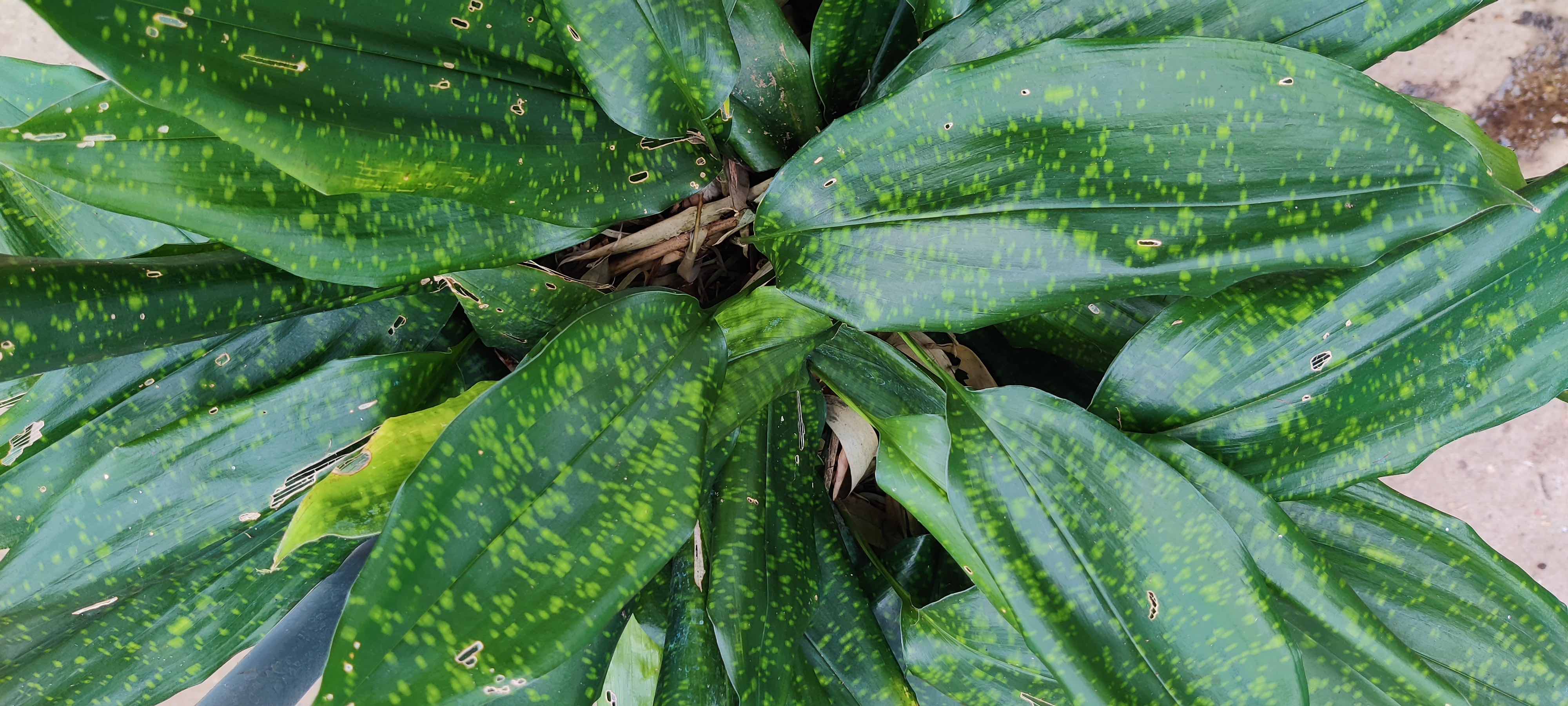Aspidistra zongbayi China Moon 1 PerkGroen nl