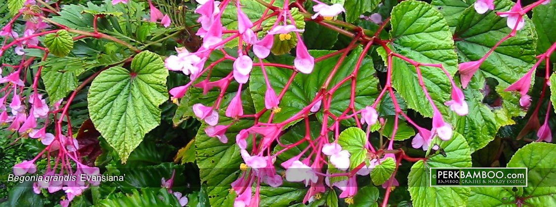Begonia grandis Evansiana Copyrights www.PerkBamboo com