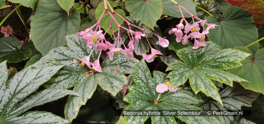 Begonia hybrid Silver Splendour copyrights PerkBamboo com