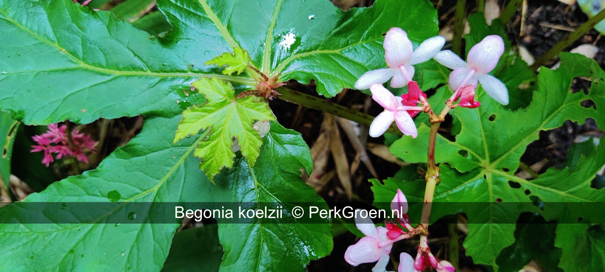 Begonia koelzii 1 PerkGroen nl