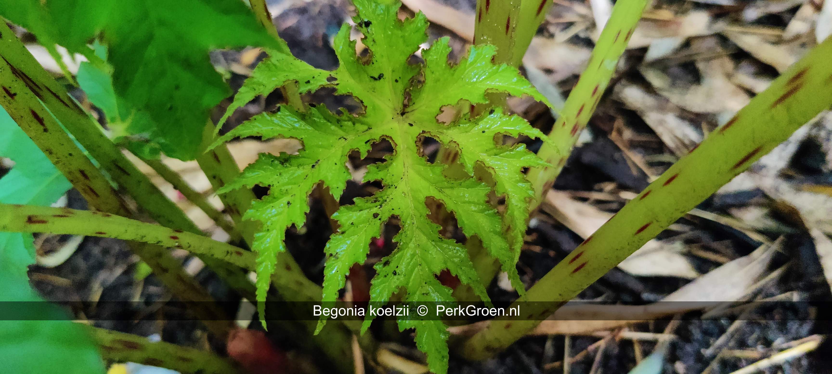 Begonia koelzii 2 PerkGroen nl
