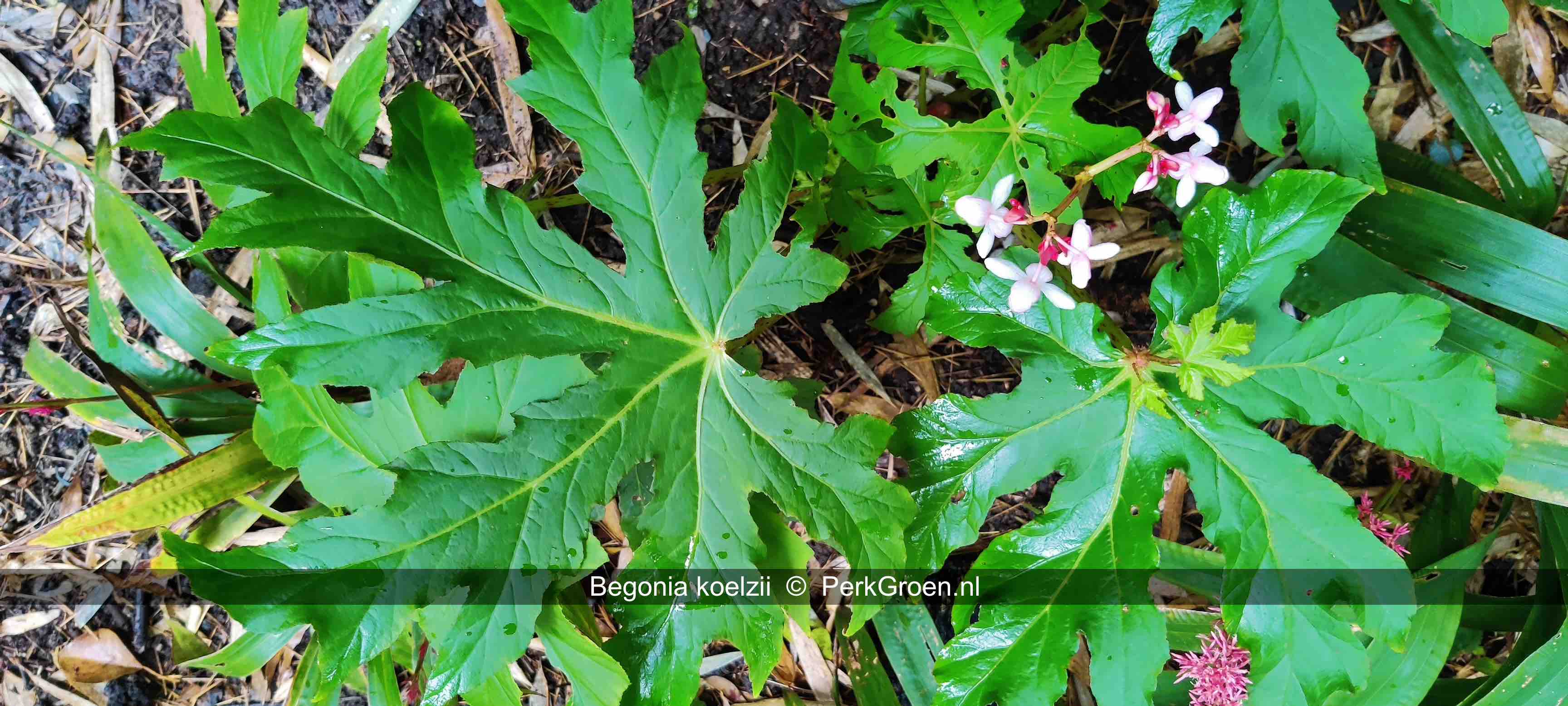 Begonia koelzii 3 PerkGroen nl
