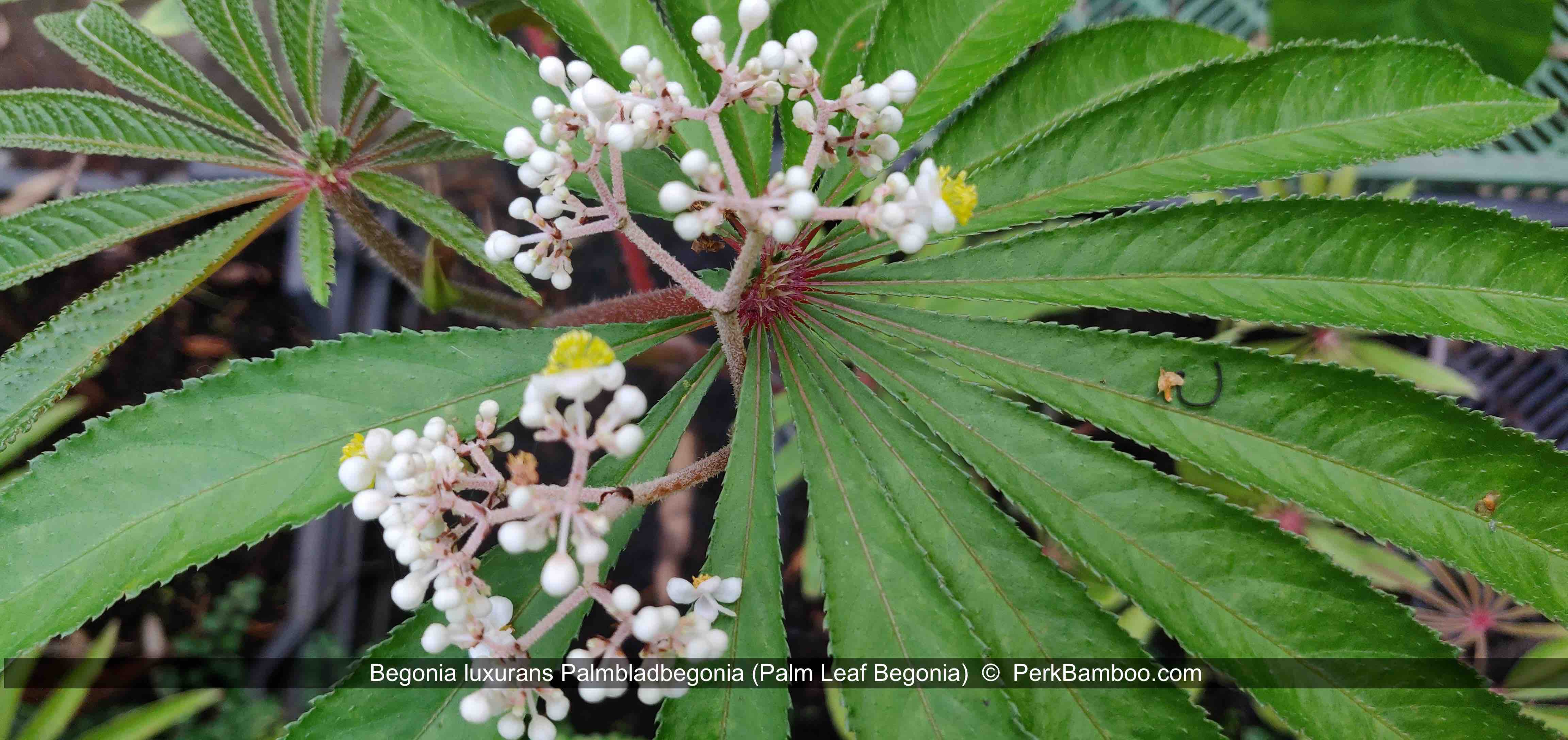 Begonia luxurians Palmbladbegonia1 PerkBamboo com