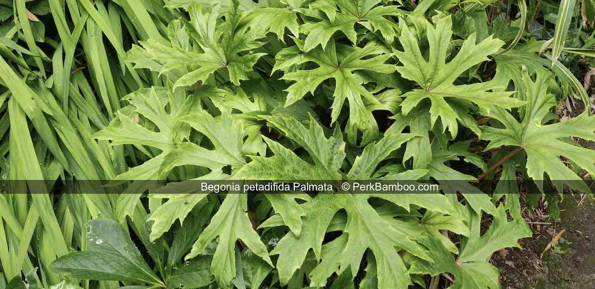 Begonia palmata pedatifida 2 copyrights PerkBamboo com