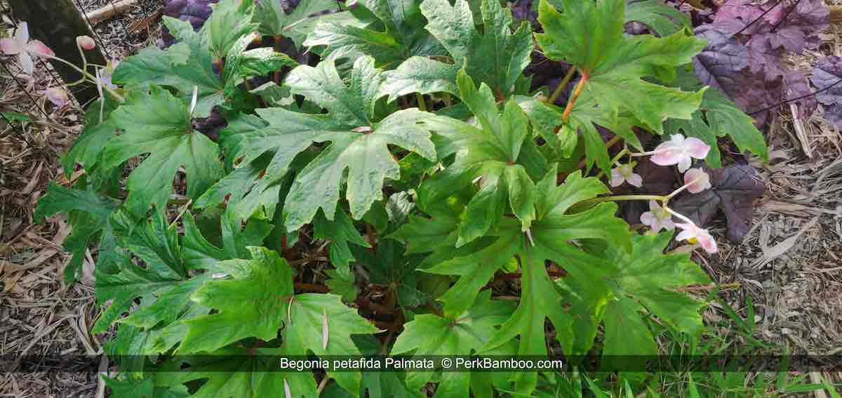 Begonia petafida Palmata 2 PerkBamboo com