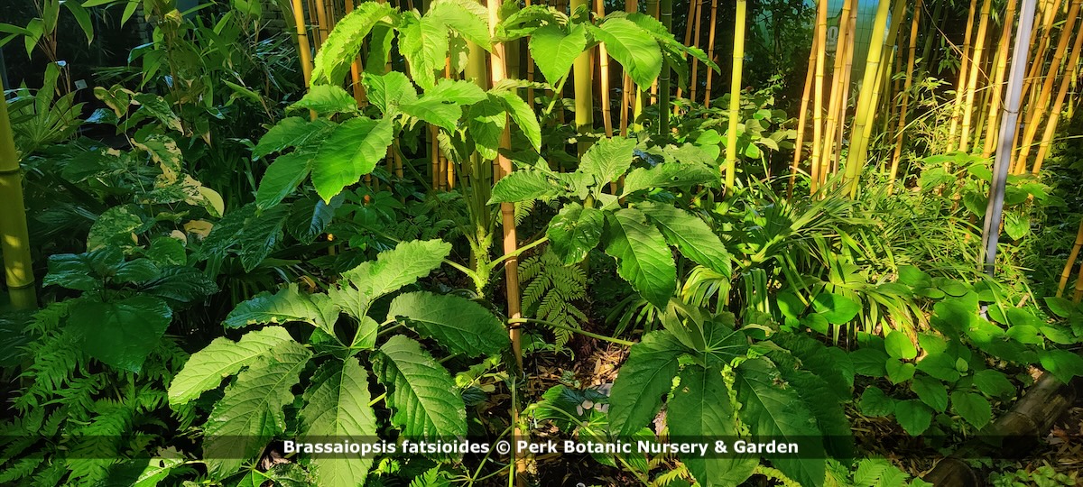 Brassaiopsis fatsioides 1 copyright Perk Botanic Nursery Garden